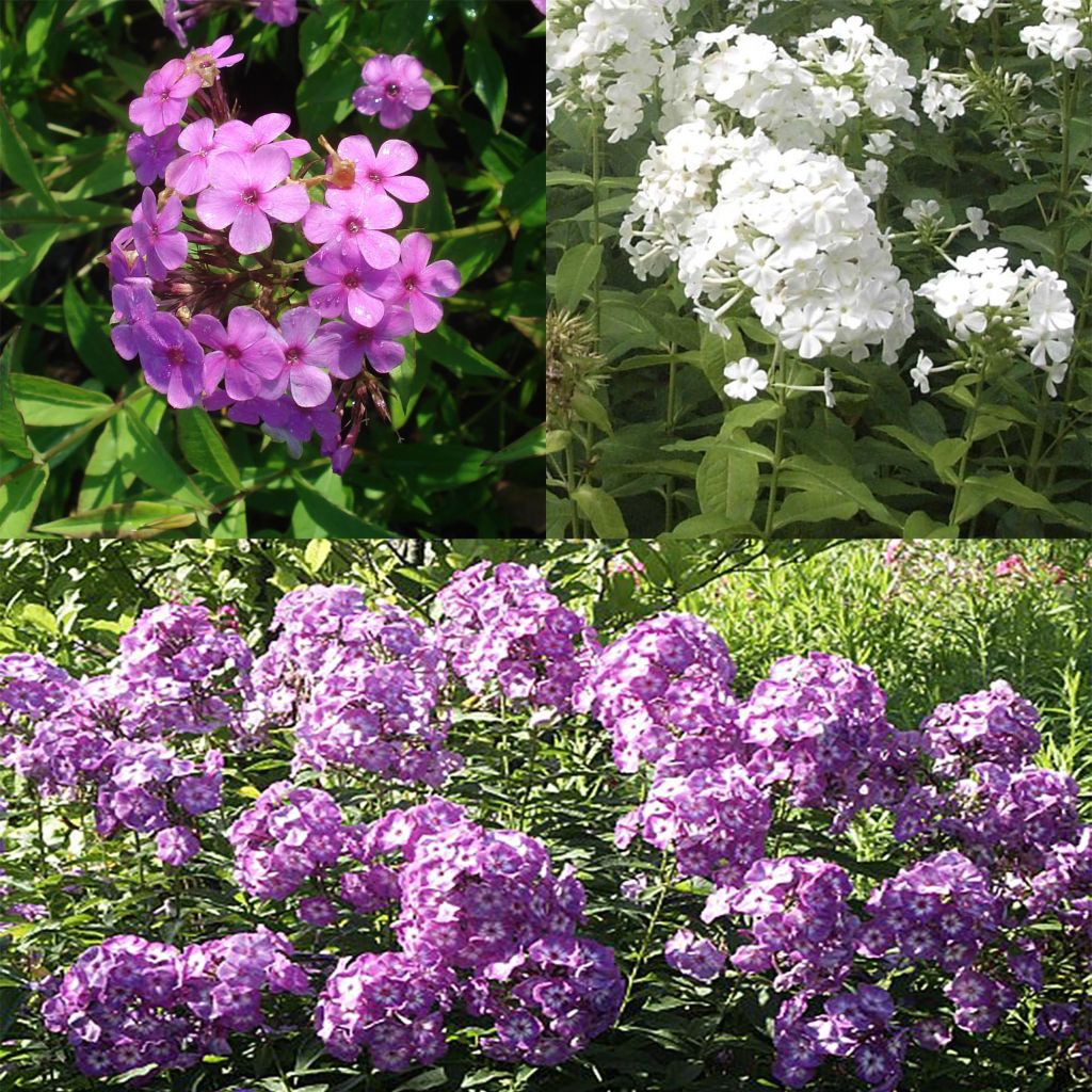  Collection 3 Phlox Paniculata