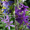  Collection Clématites Résistantes Tons Bleu-violet