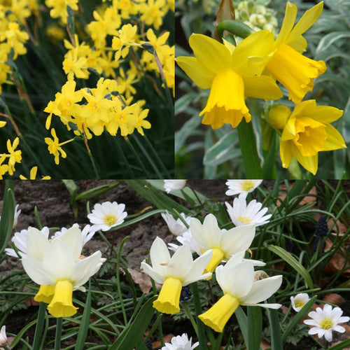  Collection 30 Narcisses Précoces