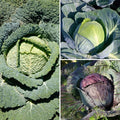  Collection 9 Choux Pommés En Plants
