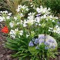  Collection Duo D'Agapanthes Pitchoune