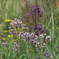  Collection Duo De Verveine Hastata