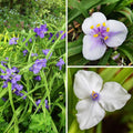  Collection Ephémères De Virginie - Tradescantias