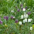  Collection Fritillaire Pintade En Pourpre Et Blanc