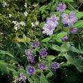 Collection Geranium Nodosum