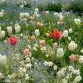  Collection Harmonie Délicatesse