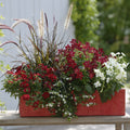  Collection Jardinière Rouge - 5 Variétés D'annuelles