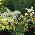  Collection Jardinière Vanille - 4 Variétés D'annuelles Et Une Graminée