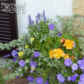  Collection Jardinière Ocre-Bleu - 5 Annuelles à Floraisons Bleues Et Ocres