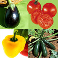  Collection Légumes Du Soleil - 4 Plants Potagers