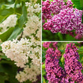  Collection Lilas à Fleurs Simples