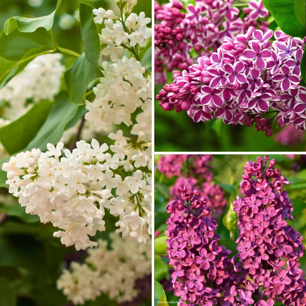  Collection Lilas à Fleurs Simples