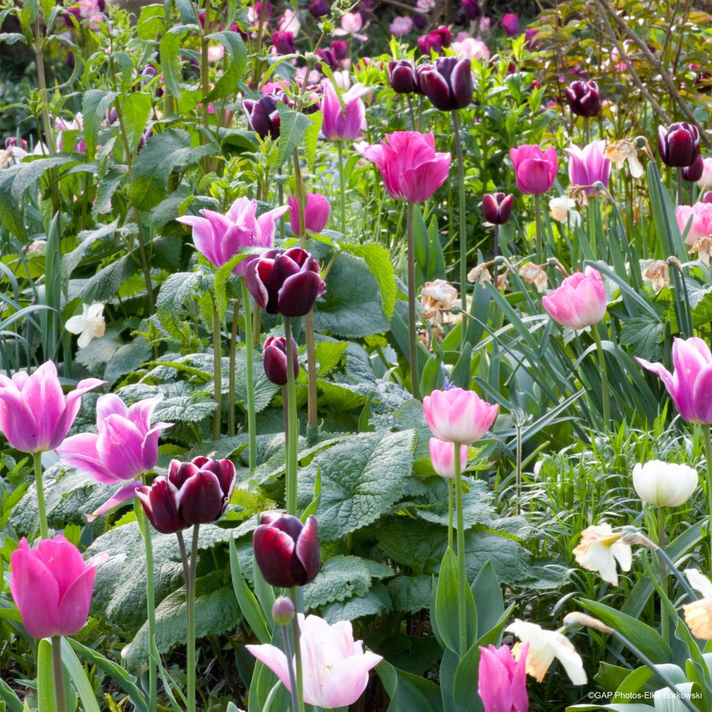  Collection Tulipes Naturelles