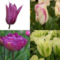  Collection Tulipes Bucoliques