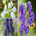  Collections Aconits Bleus Et Blanc