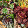  Collection Aeoniums