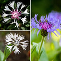  Collection Bleuets Des Montagnes