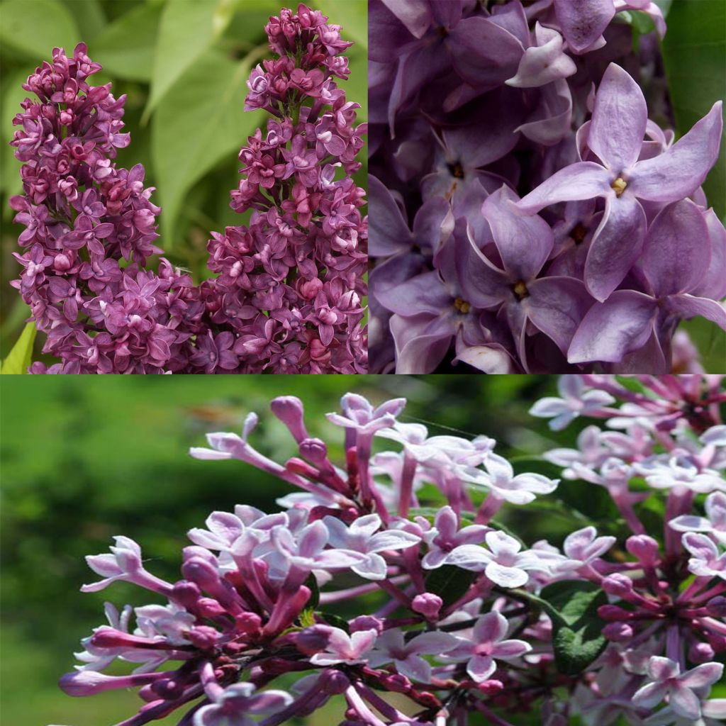  Collection De 3 Lilas Parfumés