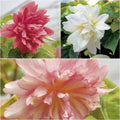  Collection De 3 Bégonias Retombants Belleconia