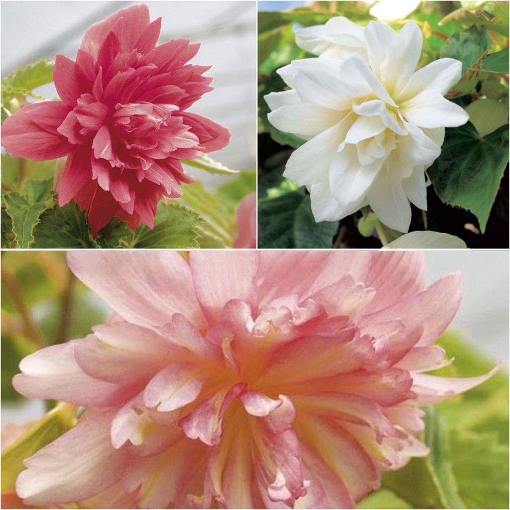  Collection De 3 Bégonias Retombants Belleconia