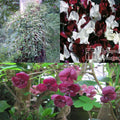  Collection De 3 Grimpantes Pour 6 Mois De Fleurs