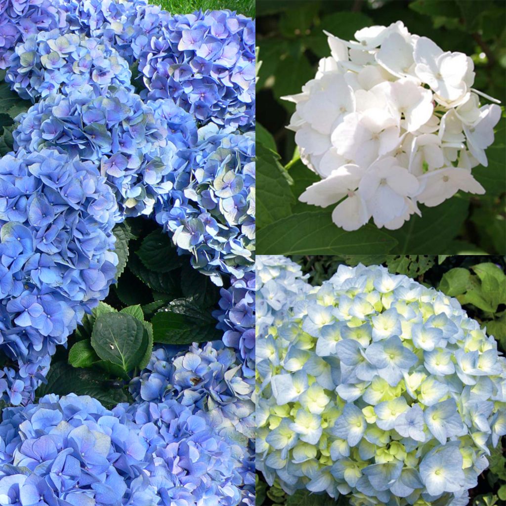  Collection 3 Hortensias Macrophylla