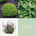  Collection De 5 Basilics En Plants