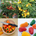  Collection De 5 Plants De Tomates Et Poivron Pour Balcons