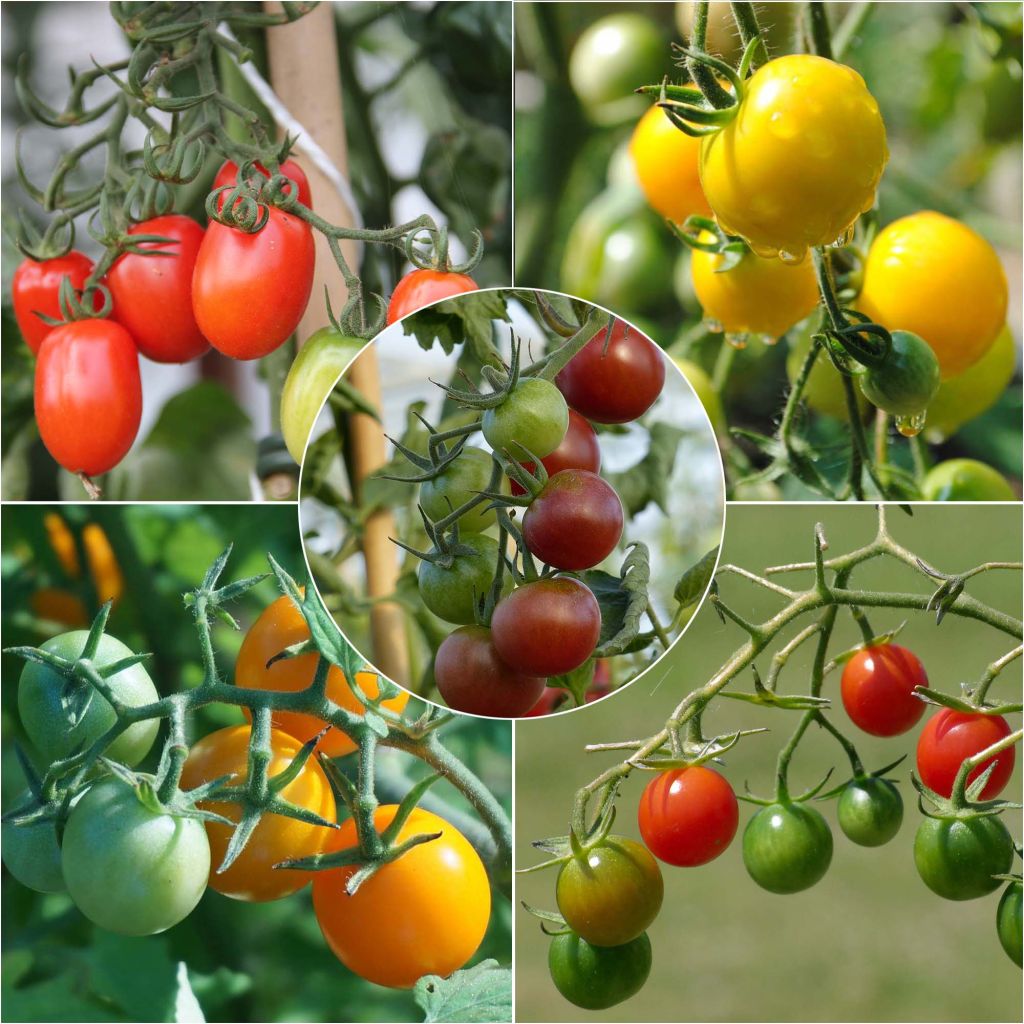  Collection De 5 Tomates-cerise Colorées En Plants
