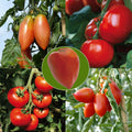  Collection De 5 Tomates En Plants GREFFES