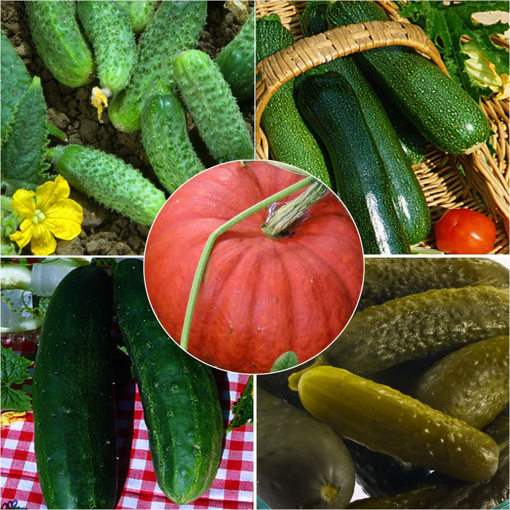  Collection De Cucurbitacées - Concombre, Cornichon, Courgette, Potiron