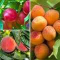  Collection Fruitiers Nains Fruits Jaunes