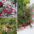  Collection De Fuchsias Arbustifs Rustiques