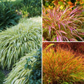  Collection Hakonechloas - Herbes Du Japon