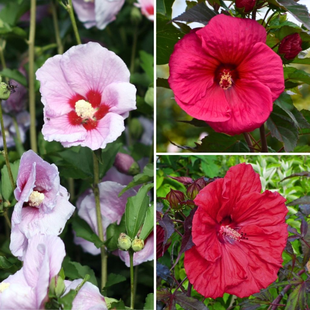  Collection Hibiscus Des Marais