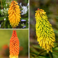  Collection Kniphofias