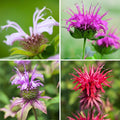  Collection Monardes à Petit Prix