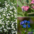  Collection Myosotis