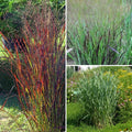  Collection Panicums - Panic érigé