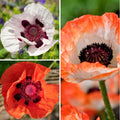  Collection Pavots D'Orient Rouge Et Blanc