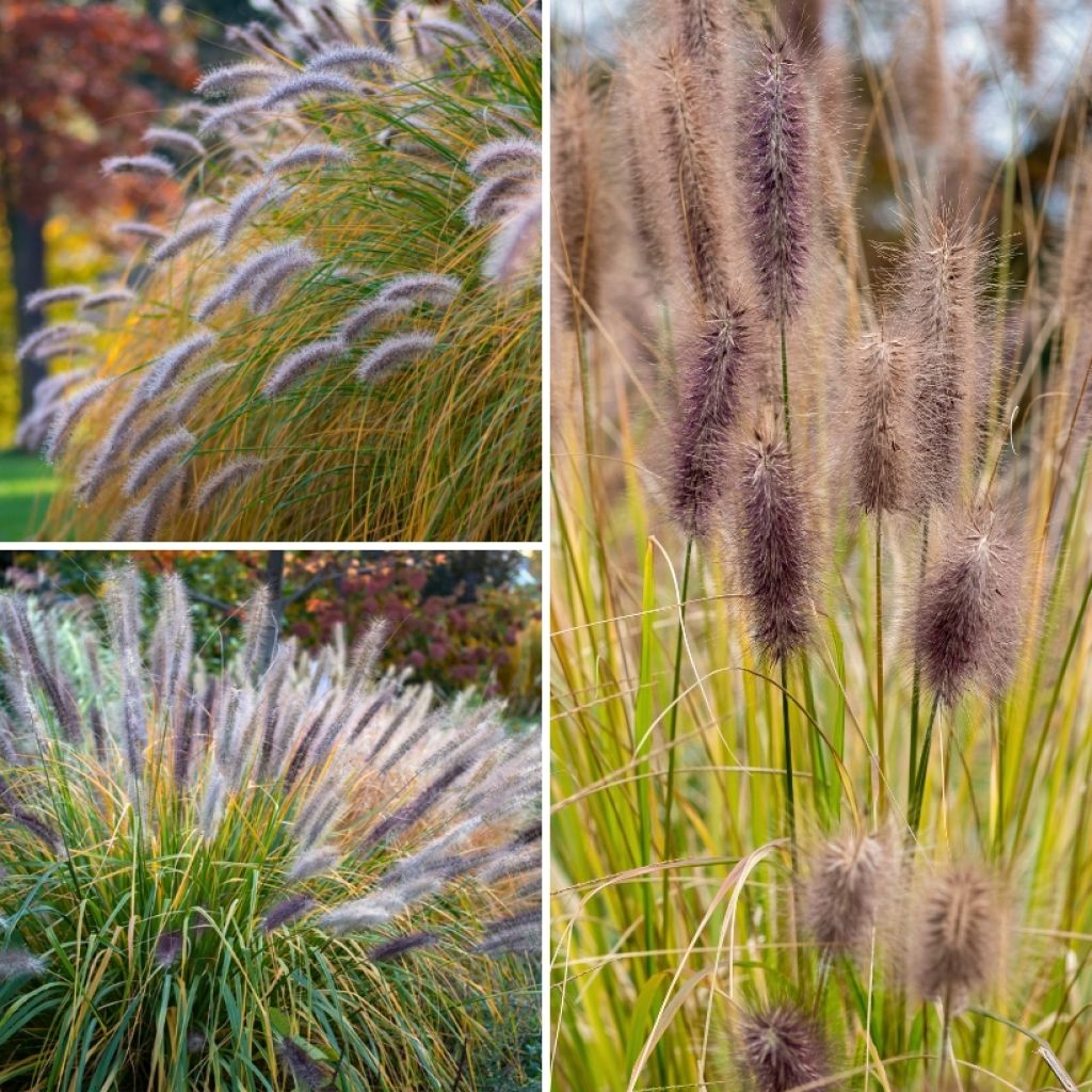  Collection Pennisetums - Herbes Aux écouvillons