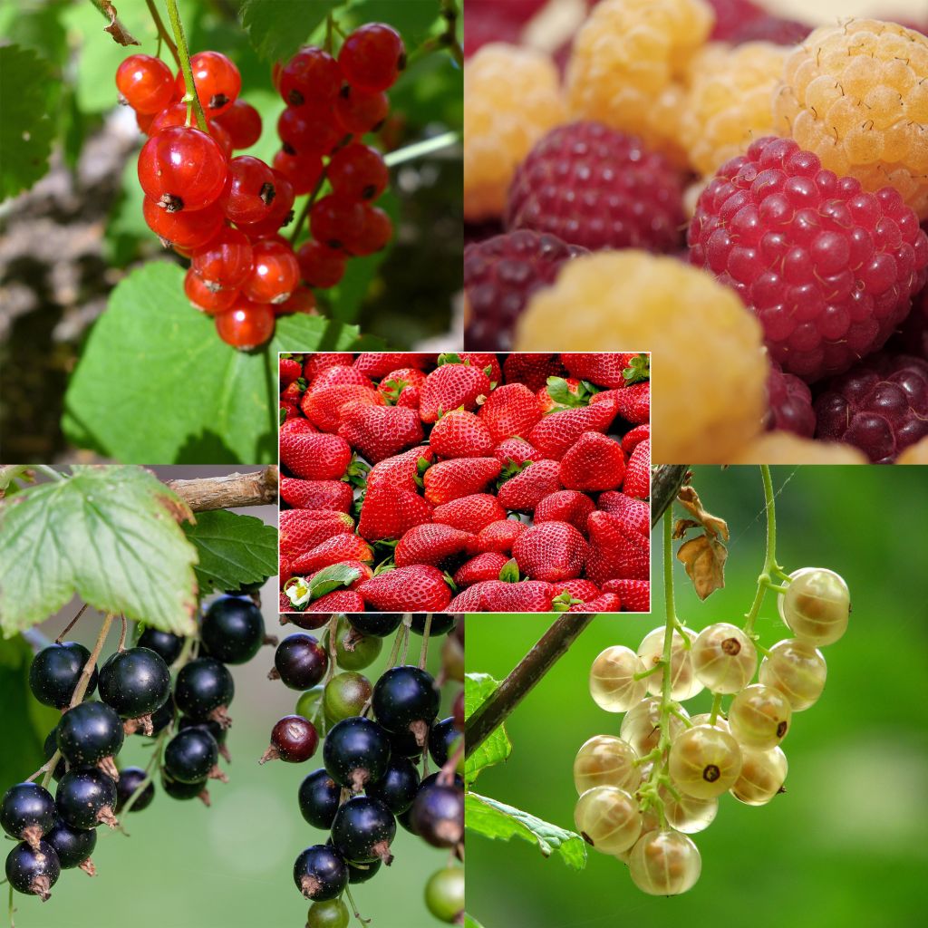  Collection Petits Fruits