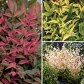  Collection Petits Nandinas Pour Terrasse Et Balcon