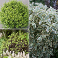  Collection Pittosporums Tenuifoliums