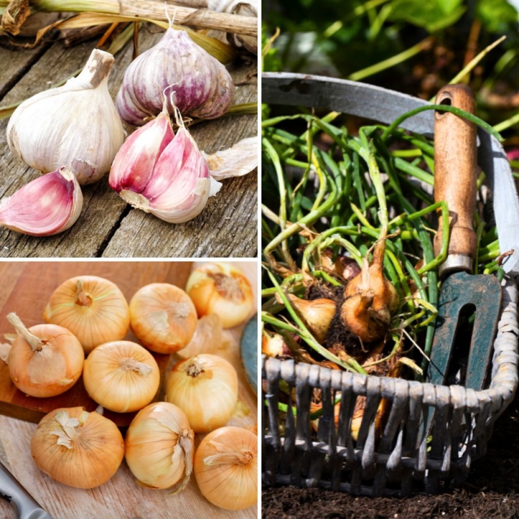  Collection Saveur Ail, Oignon, échalote En Plants - Bulbes Potagers
