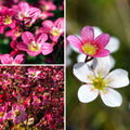  Collection De Saxifrages Mousses