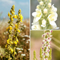  Collection Verbascum Sauvages - Molènes