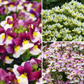  Collection Nemesia