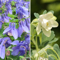  Duo Ancolies Naines Bleu Et Blanc