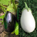  Collection Duo De 2 Aubergines Plants GREFFES
